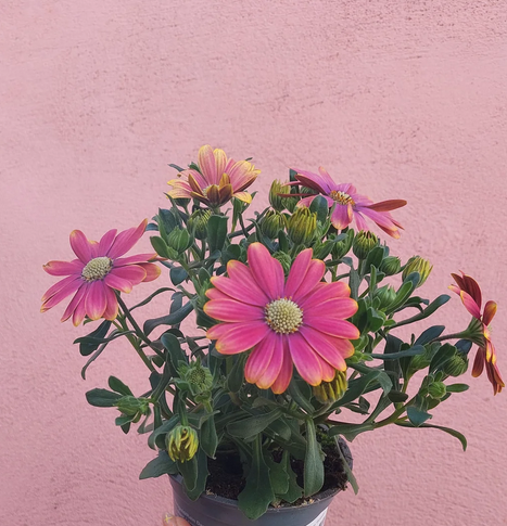 OSTEOSPERMUM  FlowerPower Pink Sun - 9cm Pot