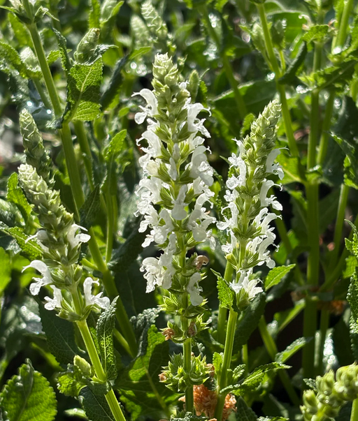 SALVIA nemorosa Snow hill - 9cm Pot