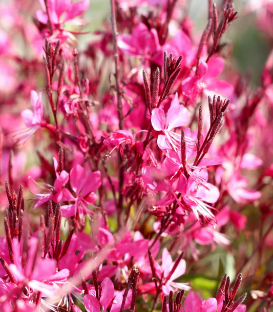 GAURA lindheimeri Gaudi Rose  (PBR) - 9cm Pot