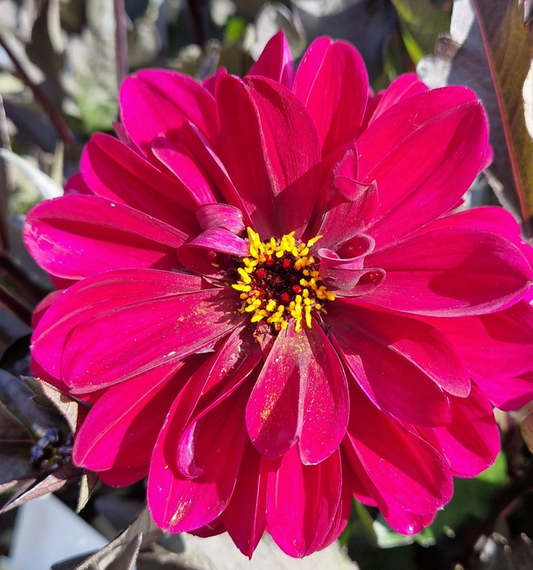 DAHLIA Dayala Garden Aruna - 9cm Pot