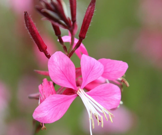 GAURA Siskiyou Pink - 9cm Pot