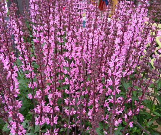 SALVIA Bordeau Compact Rose - 9cm Pot
