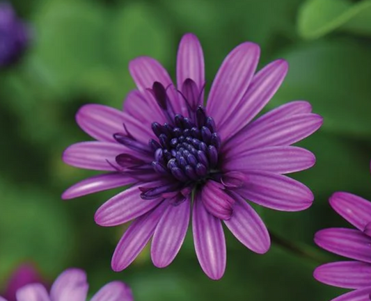 OSTEOSPERMUM  3D Purple - 9cm Pot