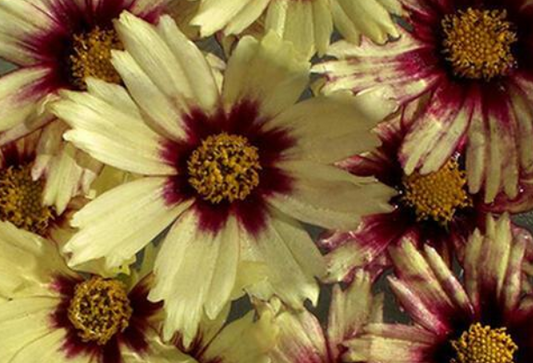 COREOPSIS grandiflora Redshift - 9cm Pot