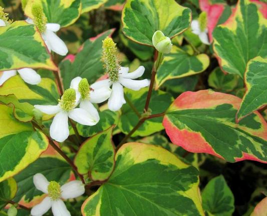 HOUTTUYNIA cordata Chameleon  (PBR) - 9cm Pot