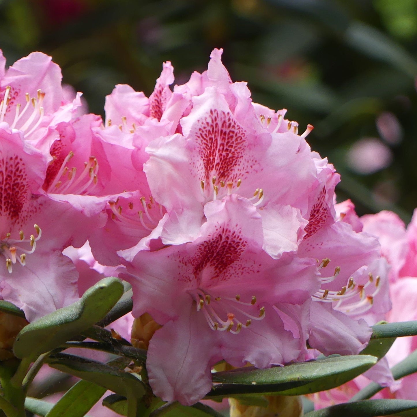 Rhododendron Delta 2L / 5L