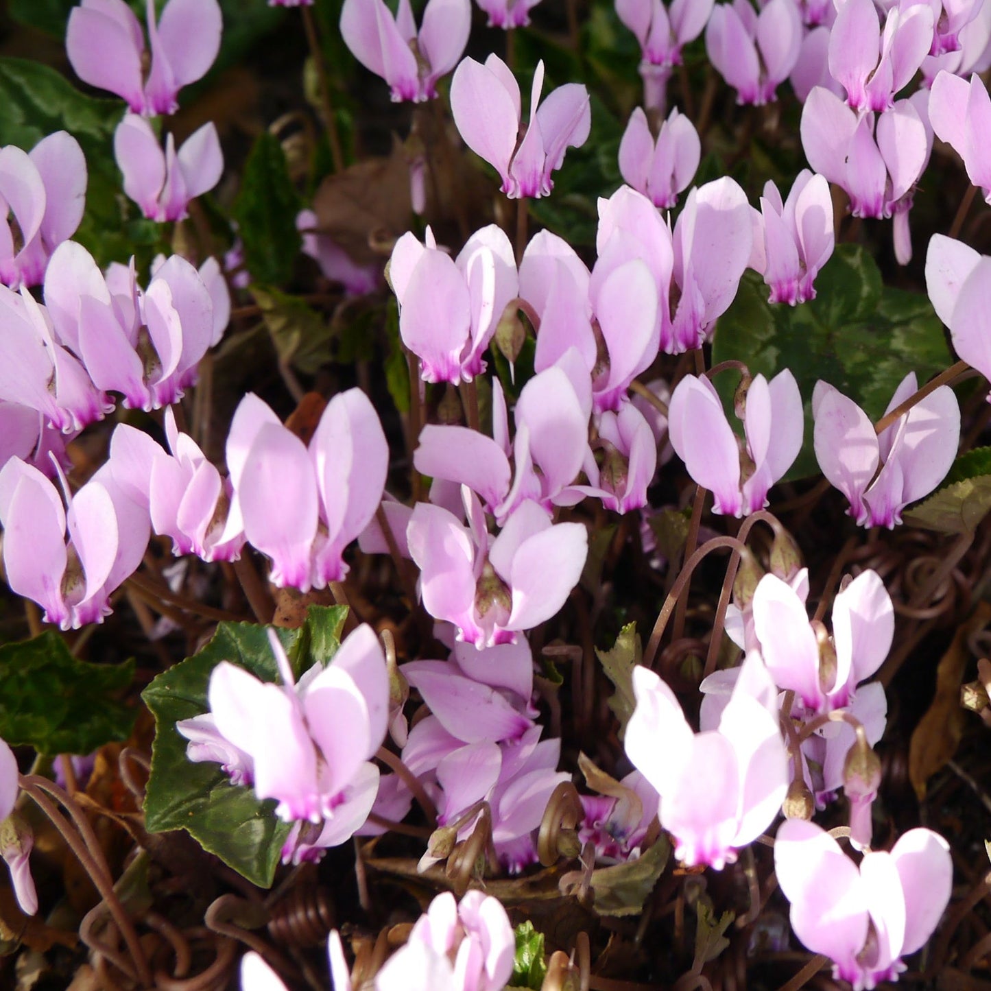 Hardy Cyclamen Pink (9cm Pot)