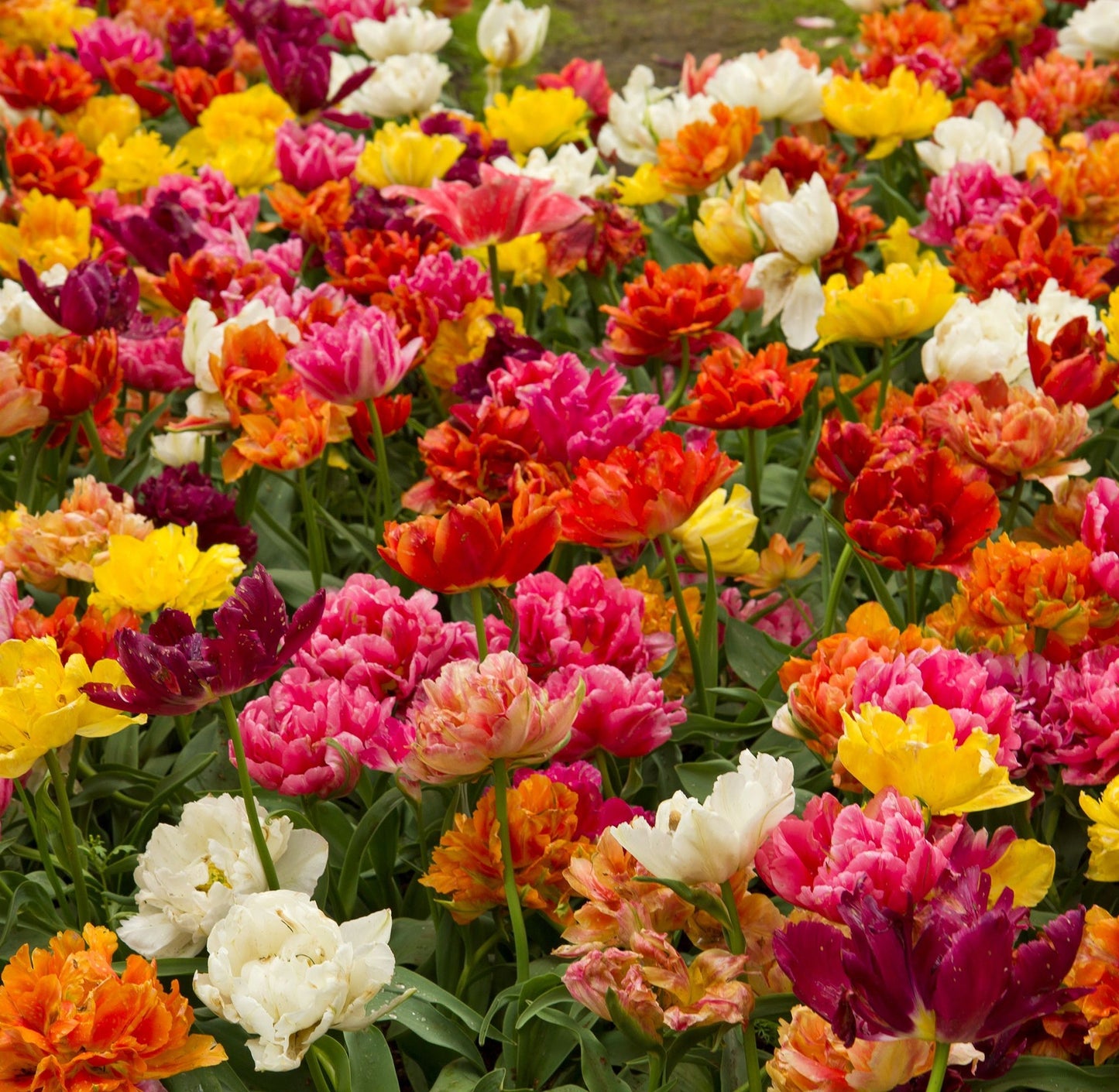 Tulip Double Late Mixed (5 Bulbs)