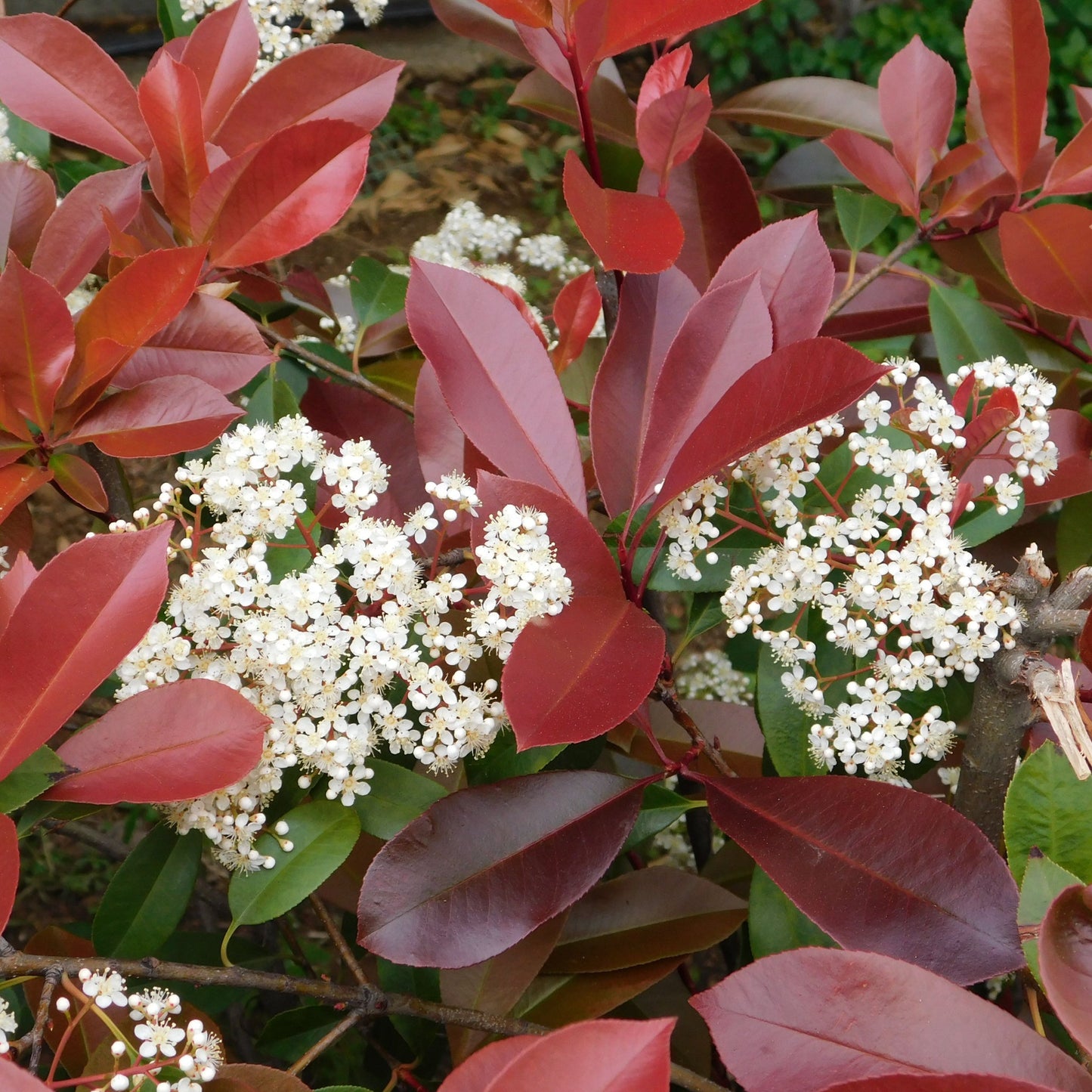 Photinia 'Little Red Robin' 9cm -  5L