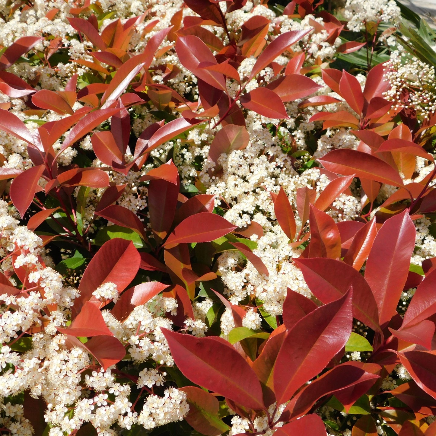Photinia 'Red Robin' on frame 5ft / 6ft (Metal Frame)