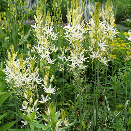 Camassia leichtlinii Alba 9cm Pot