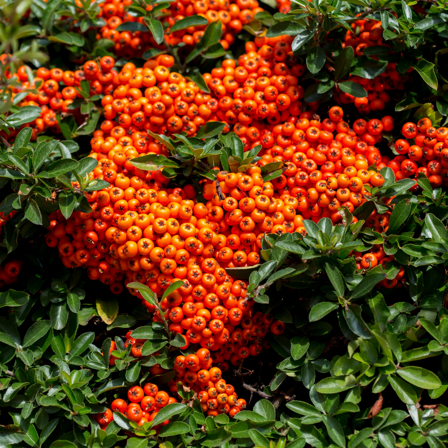 Pyracantha coccinea 'Orange Glow' 1L/2L
