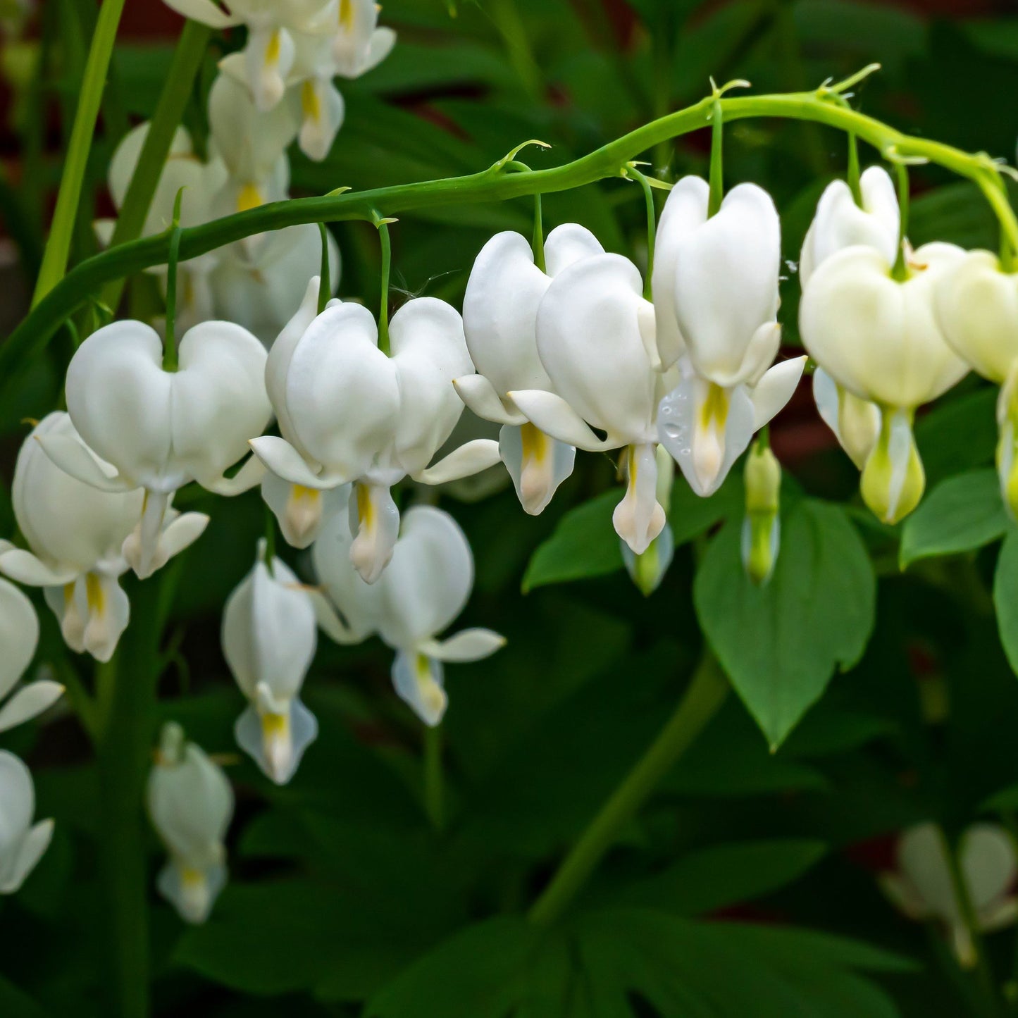 Dicentra Spectabilis 'Bleeding Heart' White