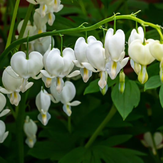 Dicentra Spectabilis 'Bleeding Heart' White
