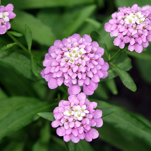 Iberis 'Pink Ice' 9cm / 2L