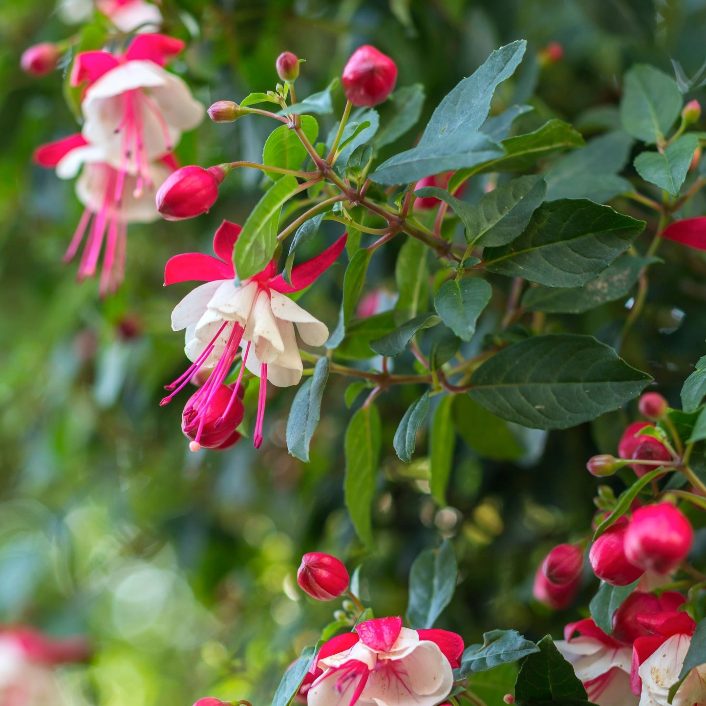 Hardy Fuchsia 'Alice Hoffman' 9cm / 2L