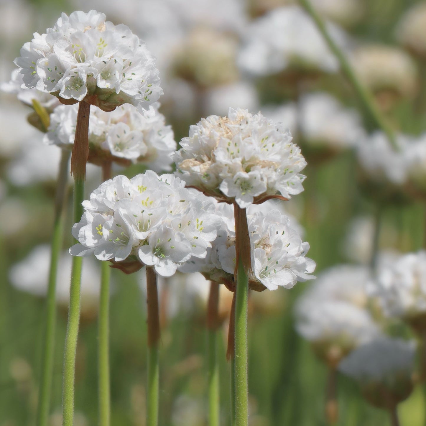Armeria pseudarmeria White 9cm / 3L
