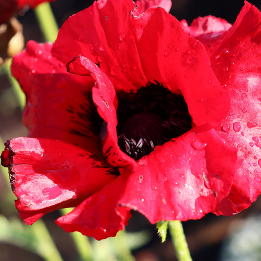 Papaver 'Beauty of Livermere' (Poppy) 9cm/2L/3L