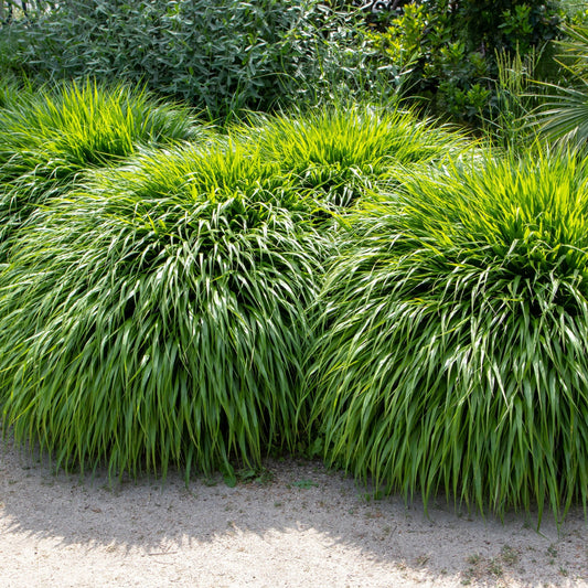 Hakonechloa macra Grass 9cm / 2L