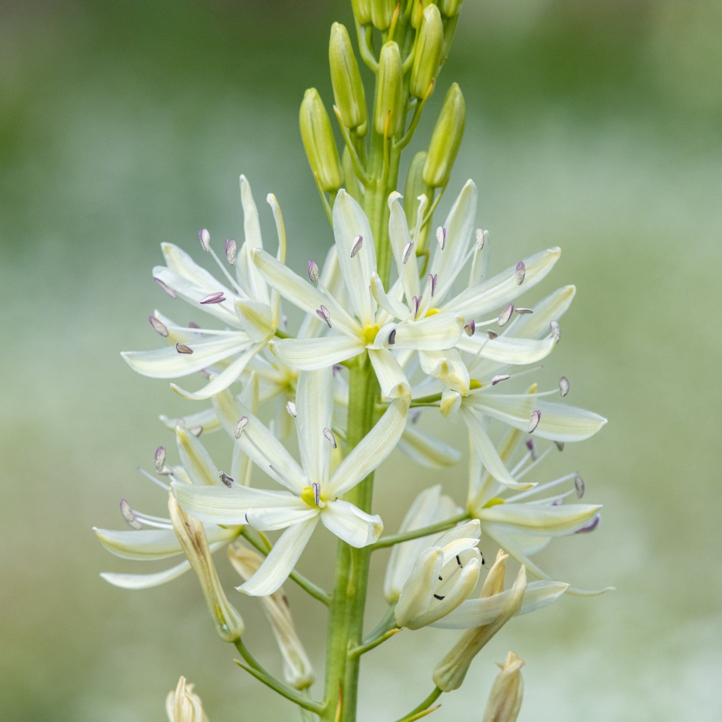 Camassia leichtlinii Alba 9cm Pot