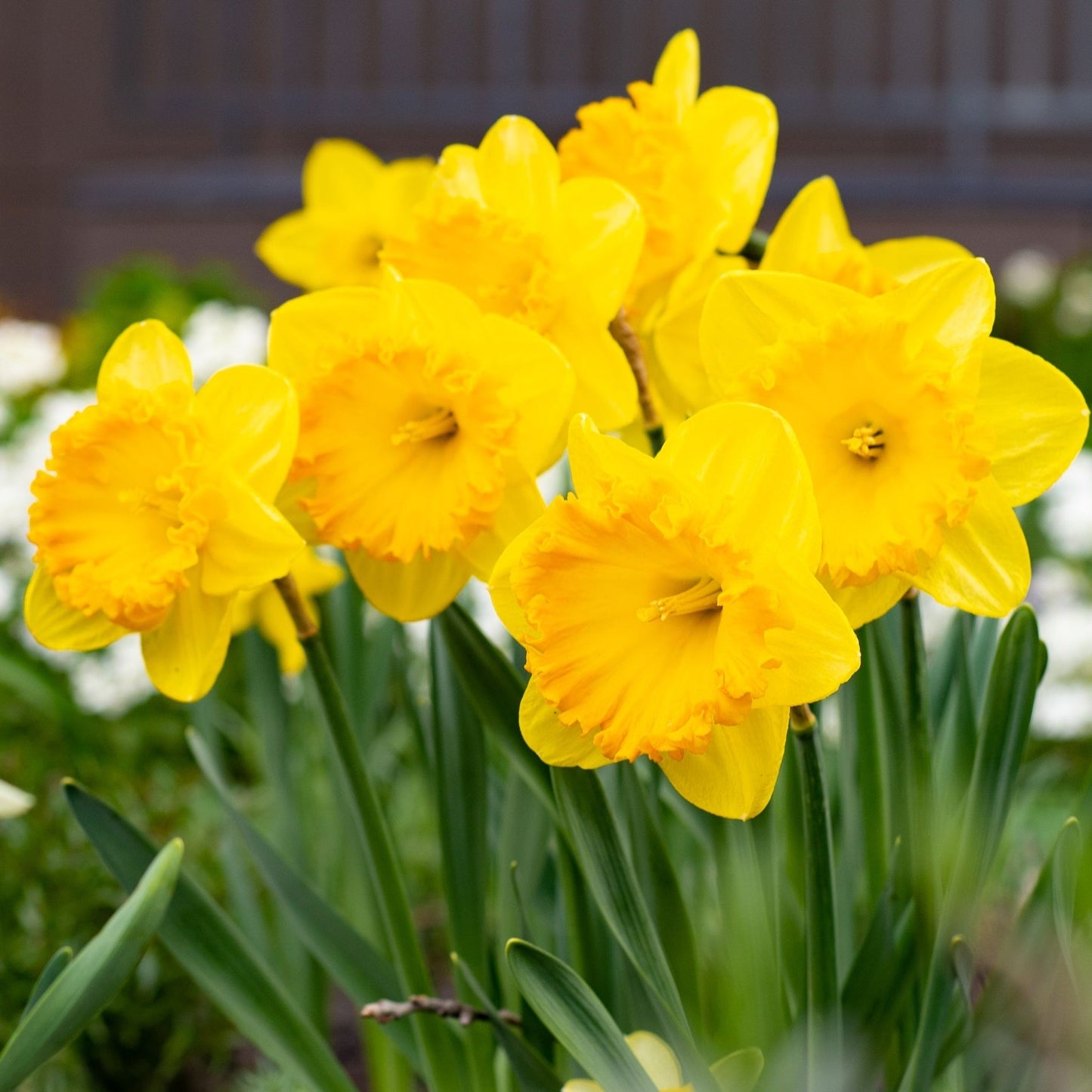 Daffodil 'Carlton' (7 Bulbs)