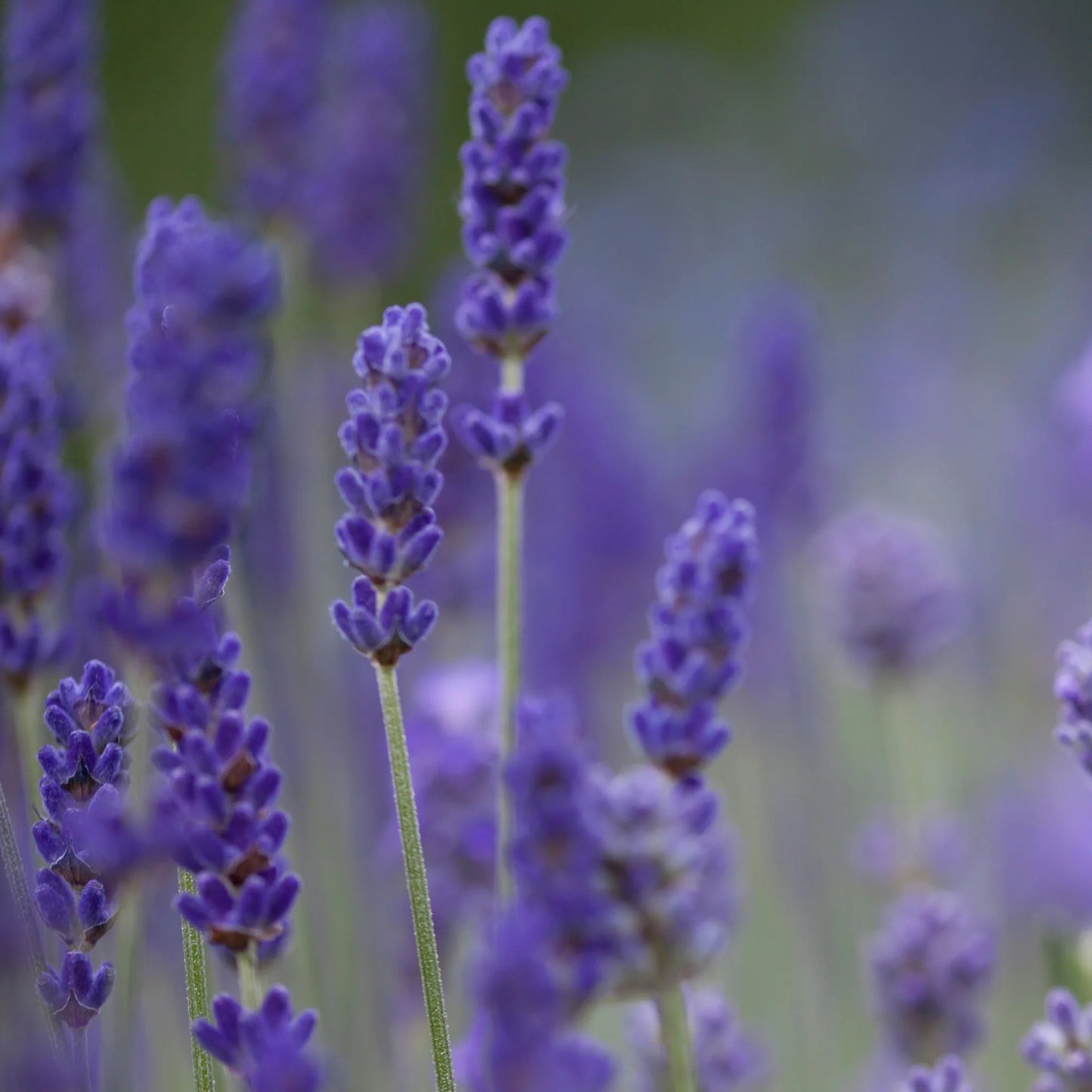 LAVANDULA angustifolia Aromatico Evolution - 9cm Pot