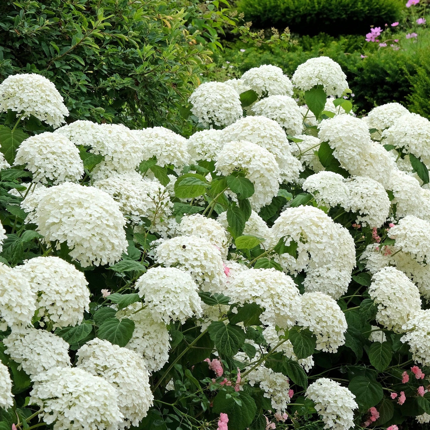 Hydrangea arborescens 'Incrediball' / 'Strong Annabelle' 3L / 5L / 7.5L / 10L / 20L