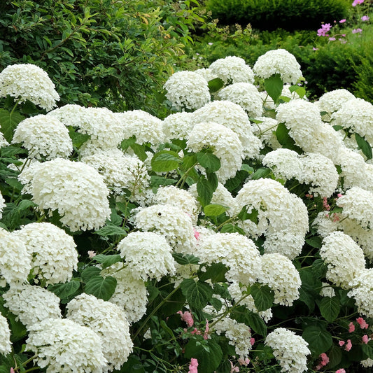 Hydrangea arborescens 'Incrediball' / 'Strong Annabelle' 3L / 5L / 7.5L / 10L / 20L