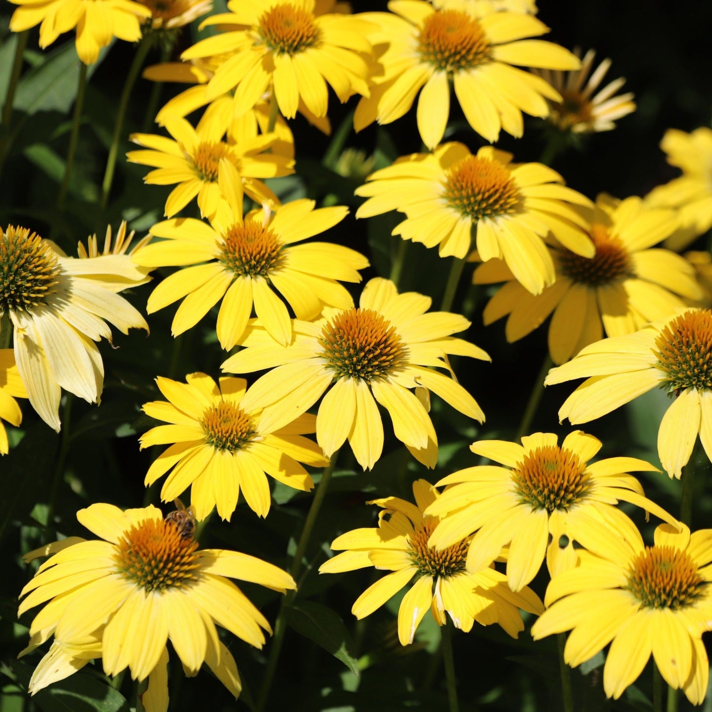 Echinacea purpurea Prairie Blaze Yellow 9cm Pot