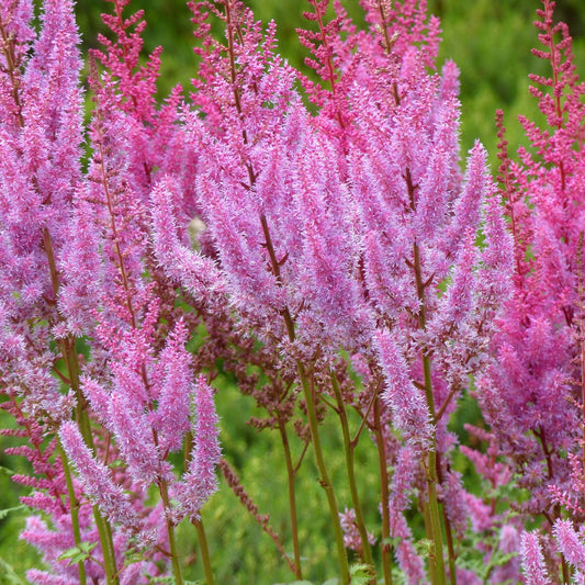 Astilbe chinensis pumila  9cm/2L