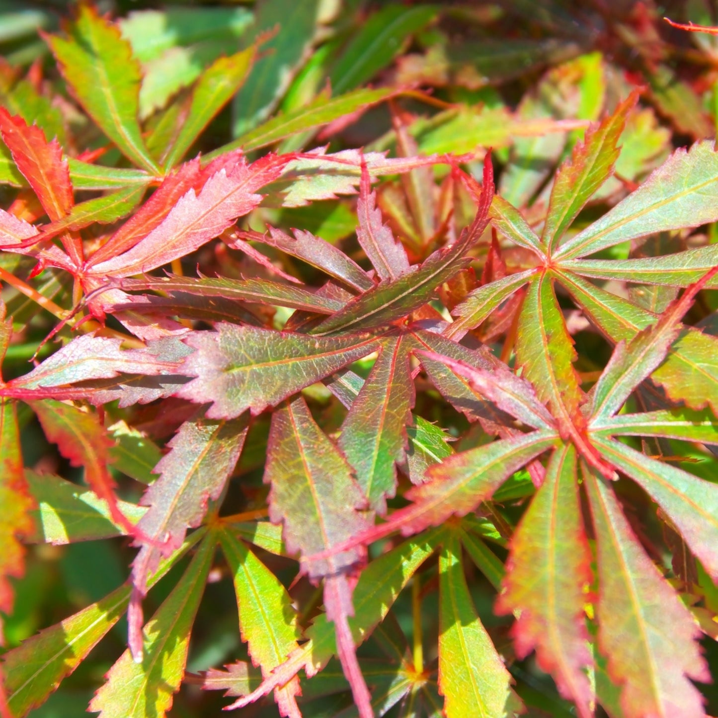 Acer palmatum Jerre Schwartz 3L / 35L