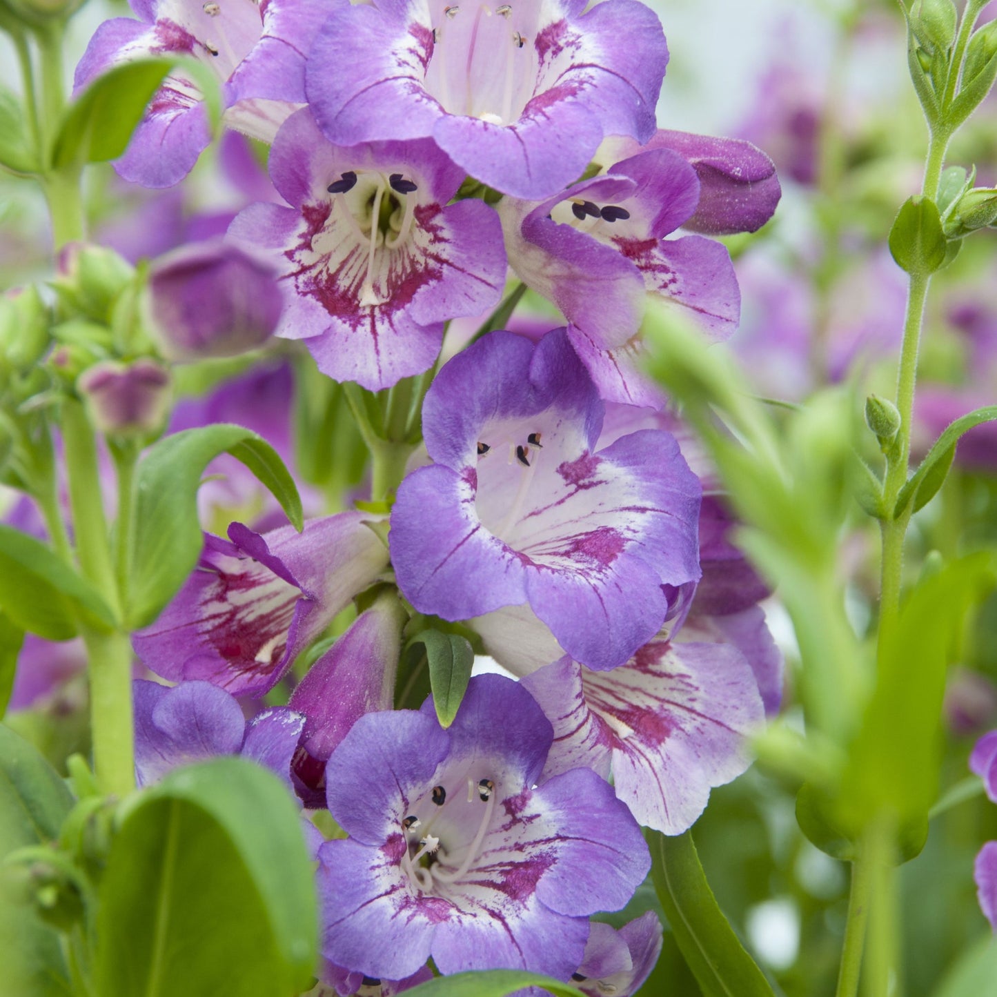 Penstemon 'Sour Grapes' 9cm