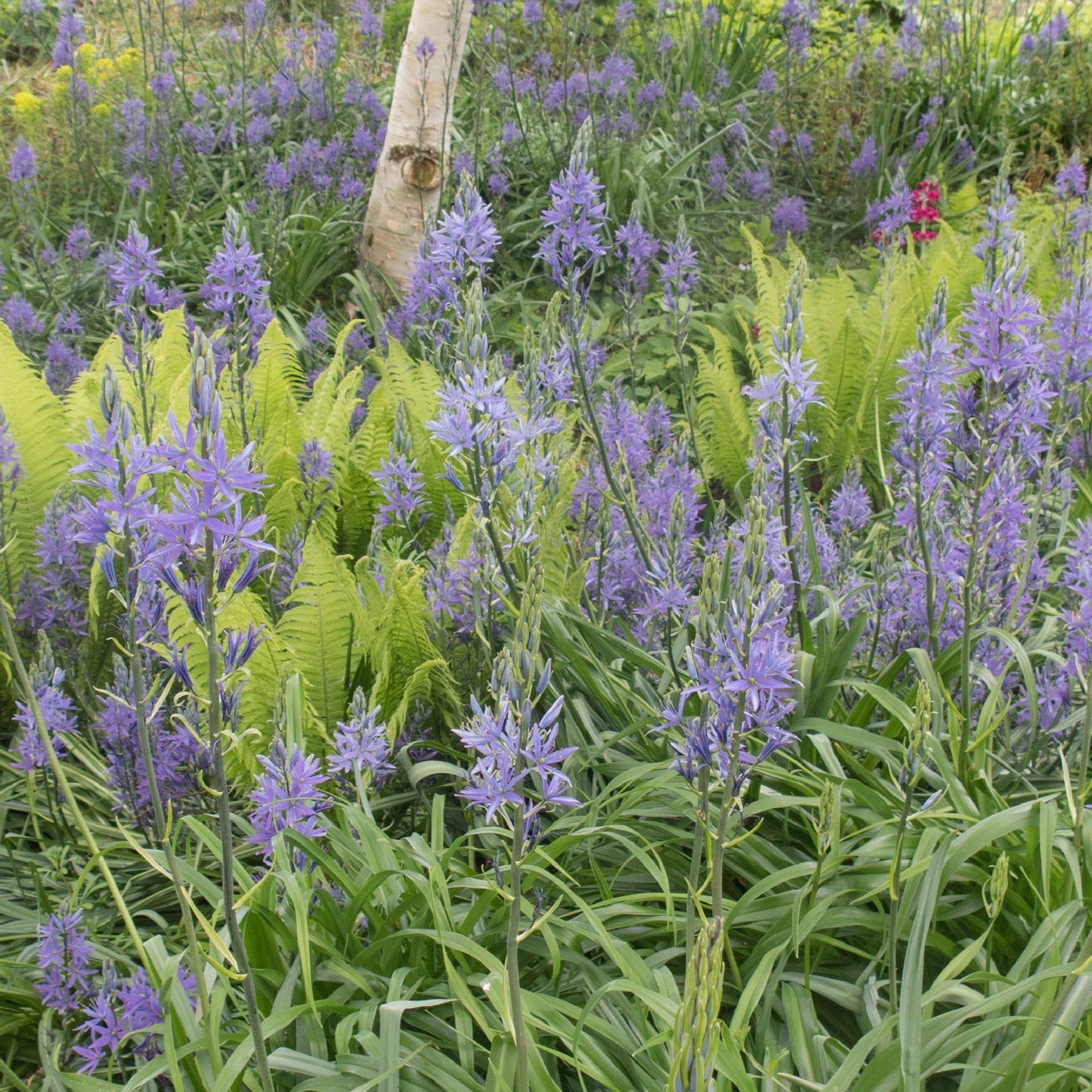 Camassia leichtlinii ‘Caerulea’ 9cm Pot
