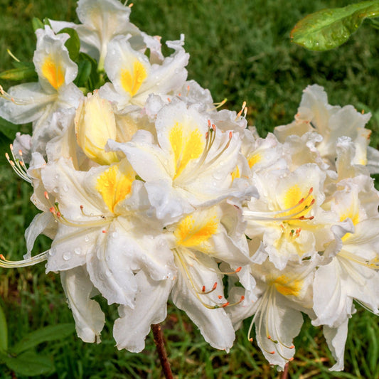Azalea knaphill 'White Throat' 5L (80-90cm inc. pot)