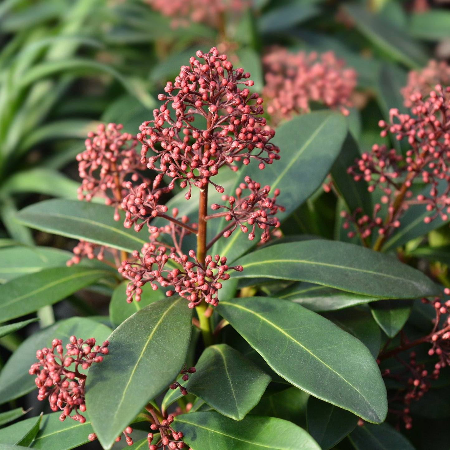 Skimmia japonica Rubella 9cm-10L
