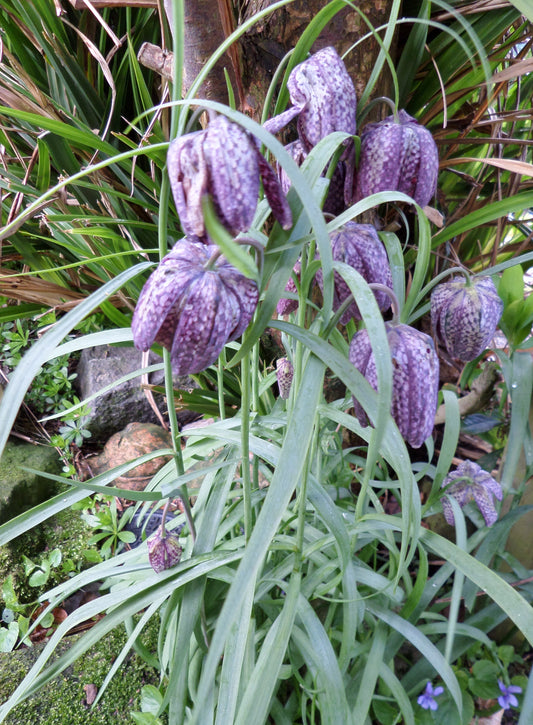 FRITILLARIA meleagris 5/6cm - 10 Bulbs