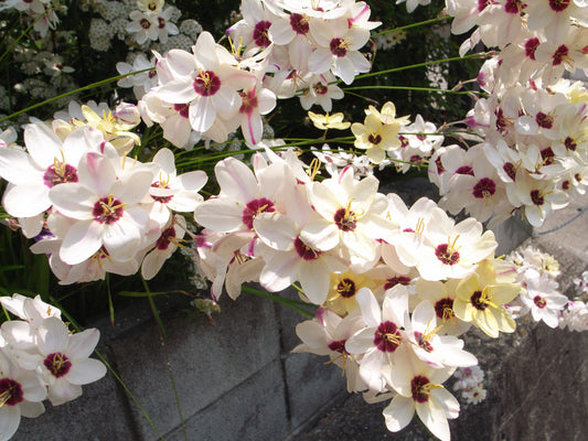 SPARAXIS Mixed 5/6cm - 10 Bulbs