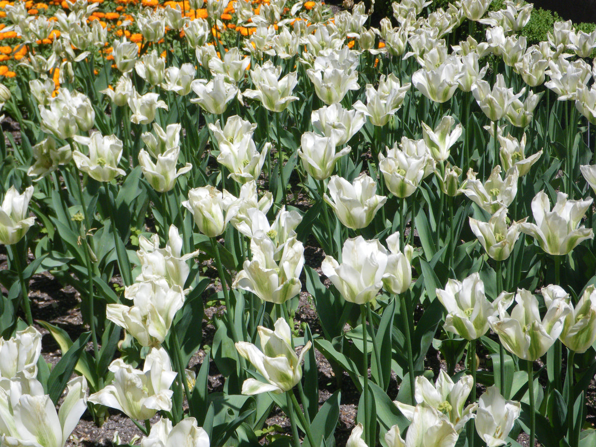 TULIP viridiflora Spring Green 10/11cm - 10 Bulbs