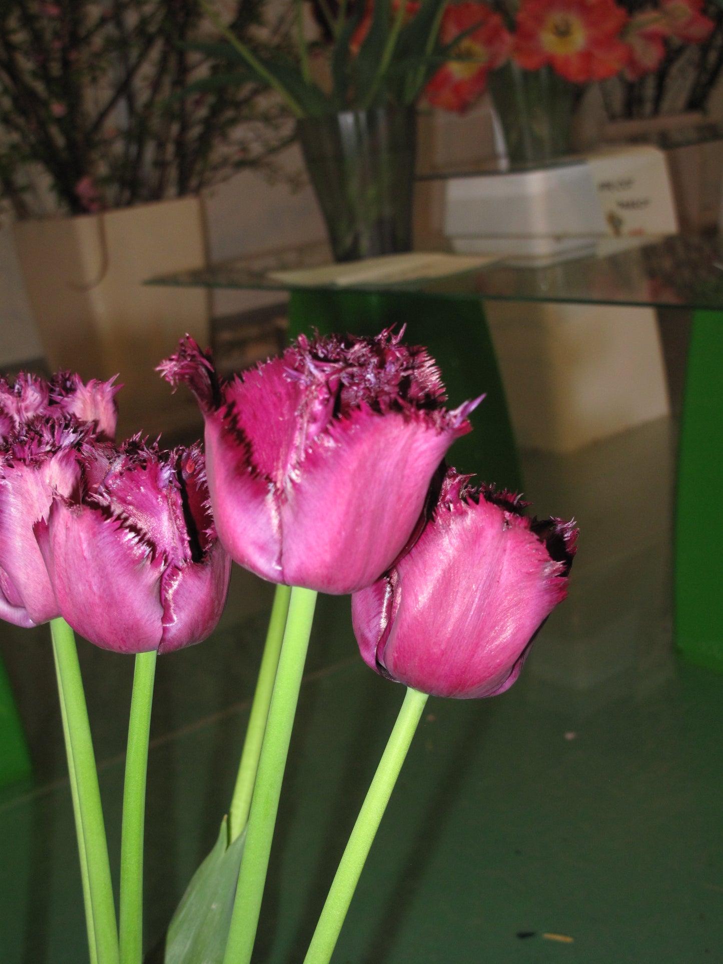 TULIP Fringed Gorilla 10/11cm - 10 Bulbs