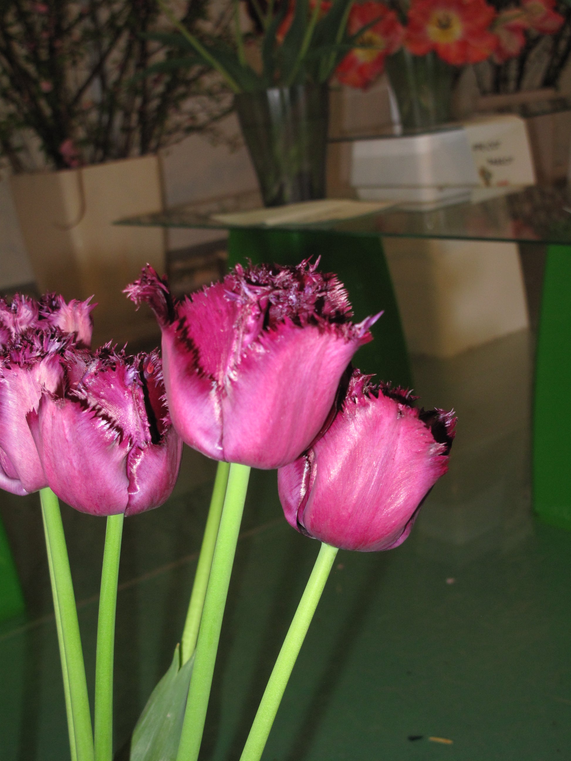 TULIP Fringed Gorilla 10/11cm - 10 Bulbs