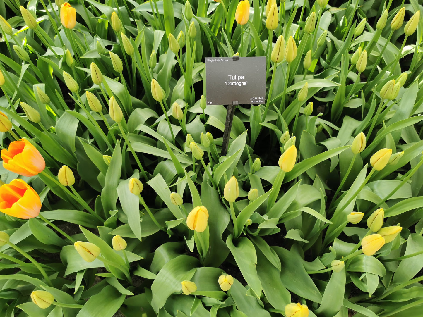 TULIP Dordogne 10/11cm - 10 Bulbs