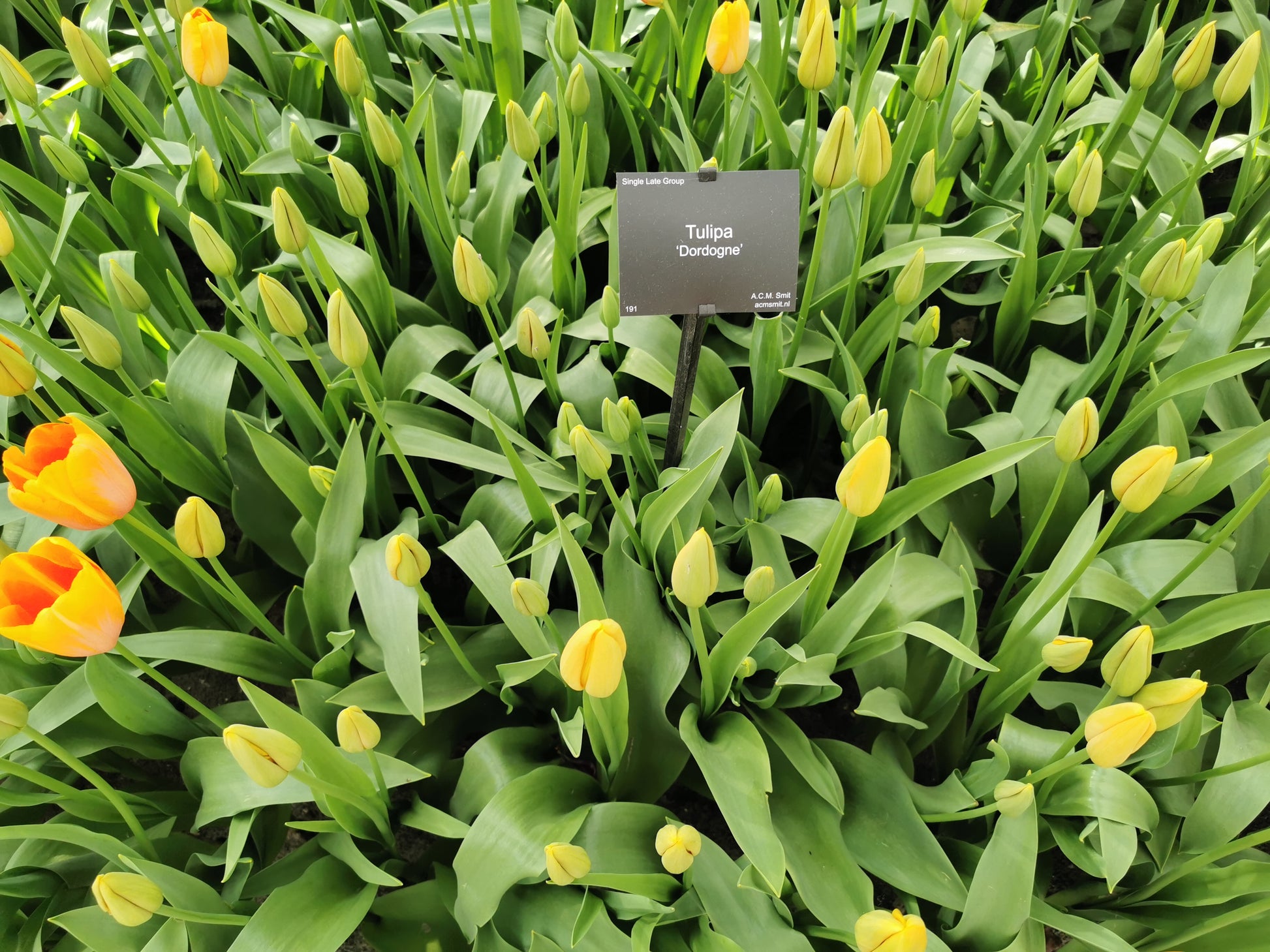 TULIP Dordogne 10/11cm - 10 Bulbs