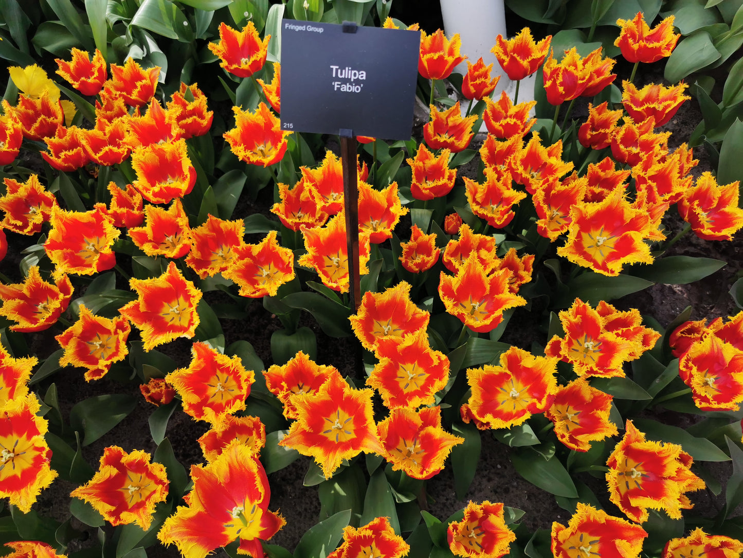TULIP Fringed Fabio 10/11cm - 10 Bulbs