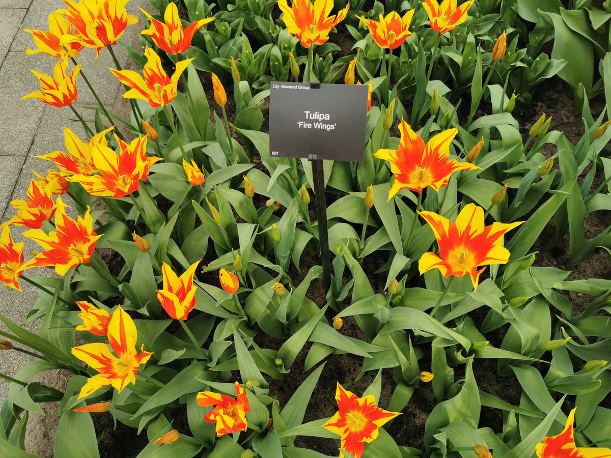 TULIP Lily flowered Fire Wings 10/11cm - 10 Bulbs