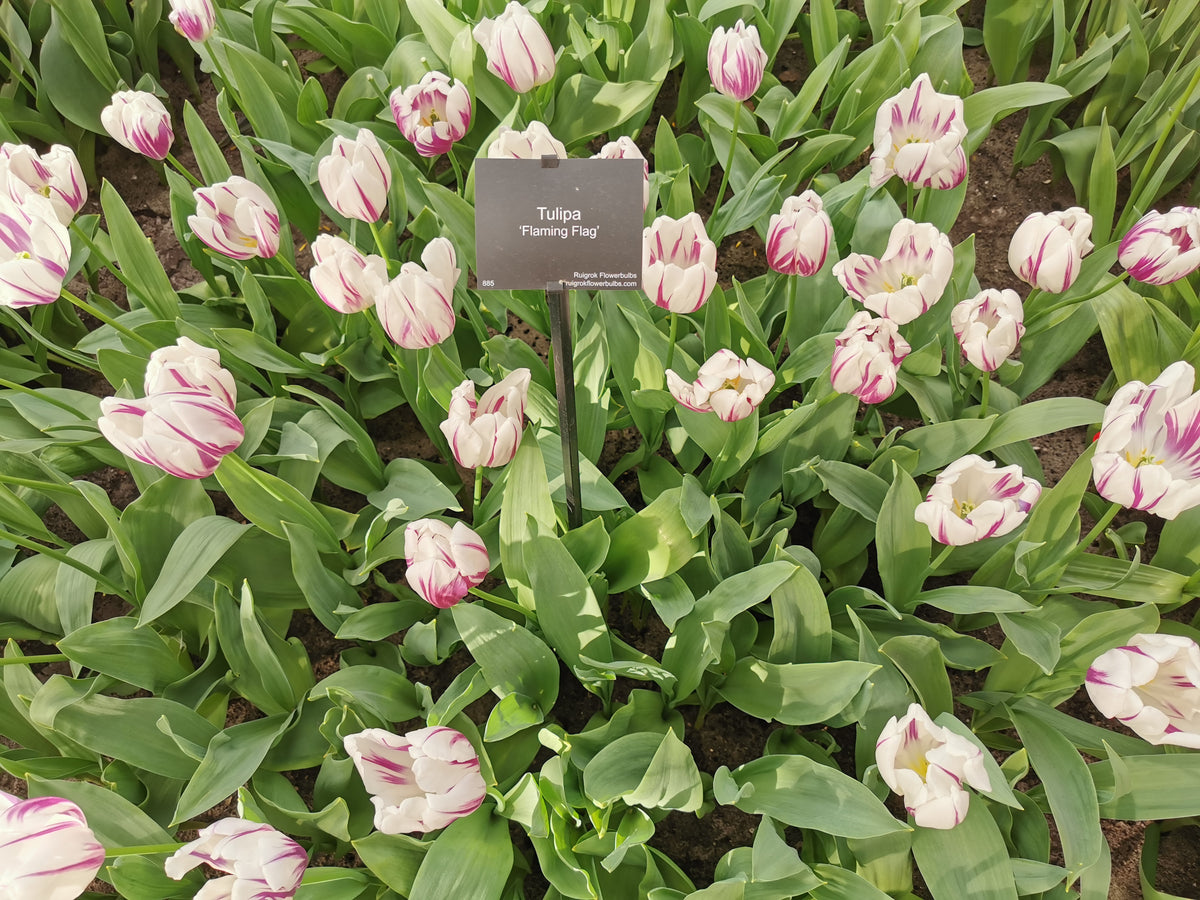 TULIP Flaming Flag 10/11cm - 10 Bulbs