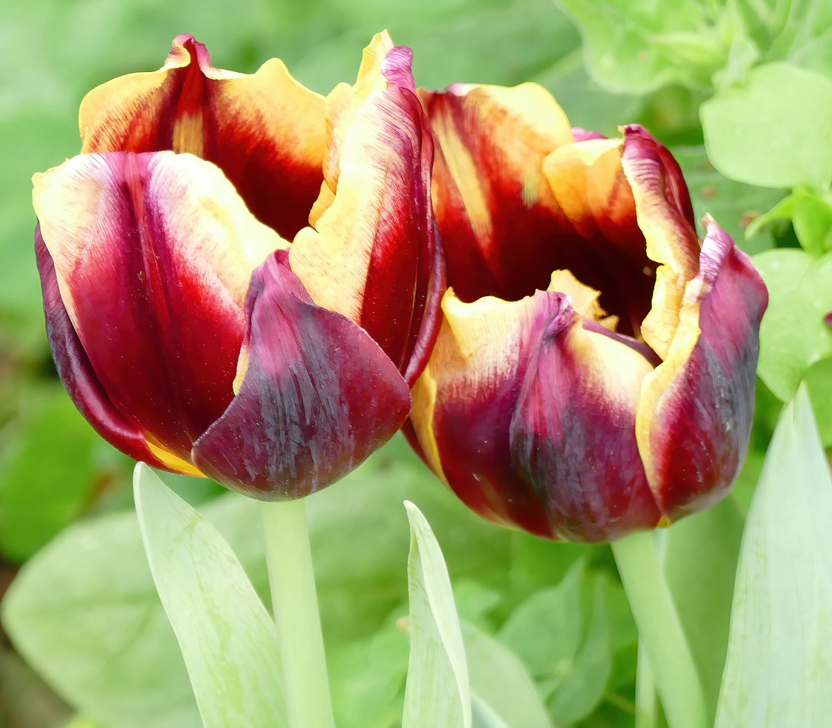 TULIP Gavota 10/11cm - 10 Bulbs