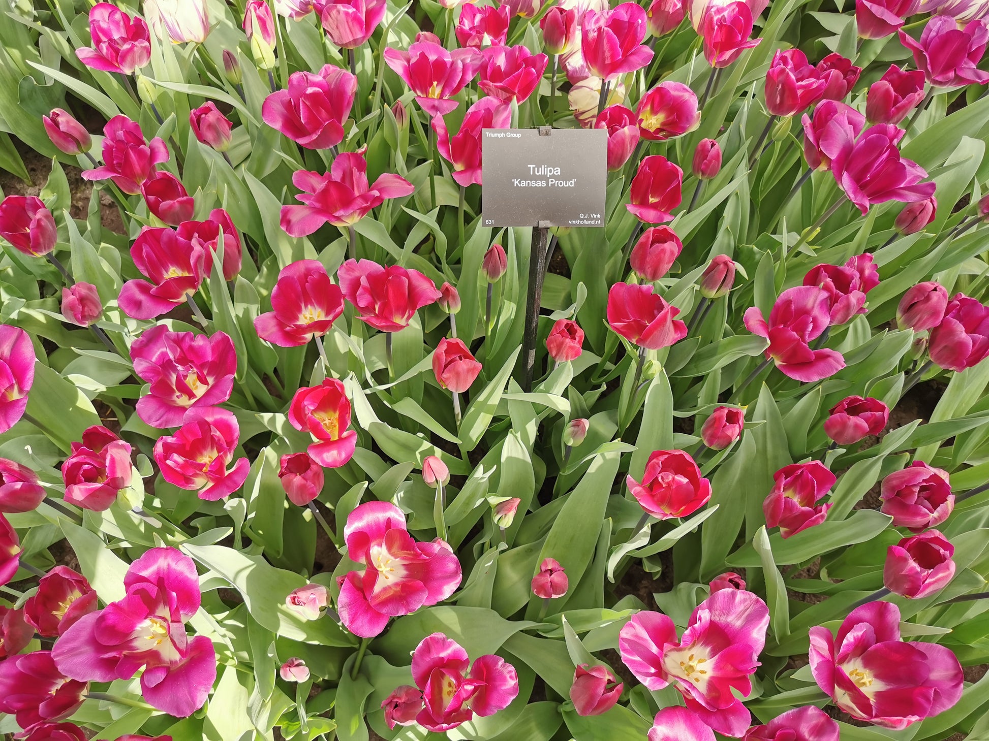 TULIP Kansas Proud 10/11cm - 10 Bulbs