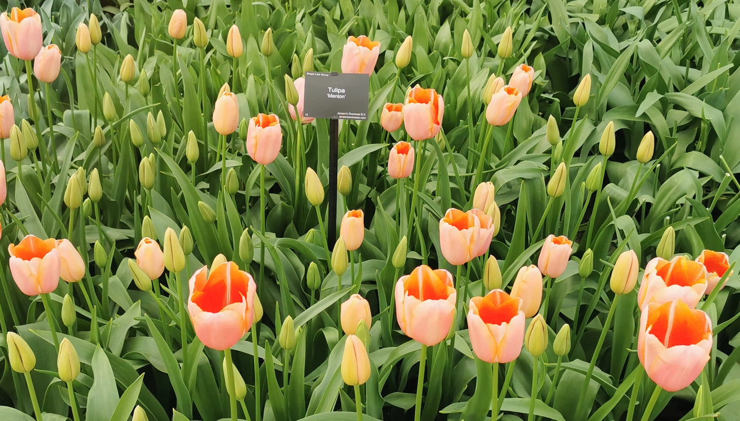 TULIP Menton 10/11cm - 10 Bulbs