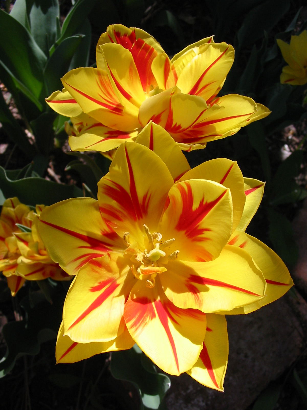TULIP D/E Monsella 10/11cm - 10 Bulbs