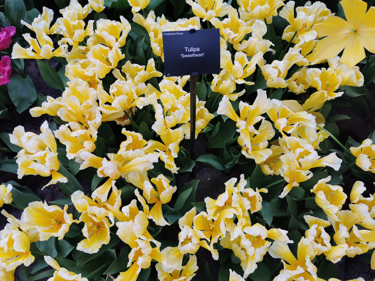 TULIP Rockery Sweetheart 10/11cm - 10 Bulbs